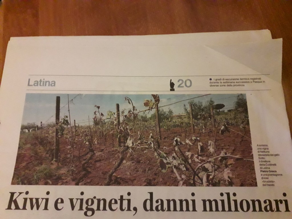 3 maggio - Kiwi e vigneti, danni milionari